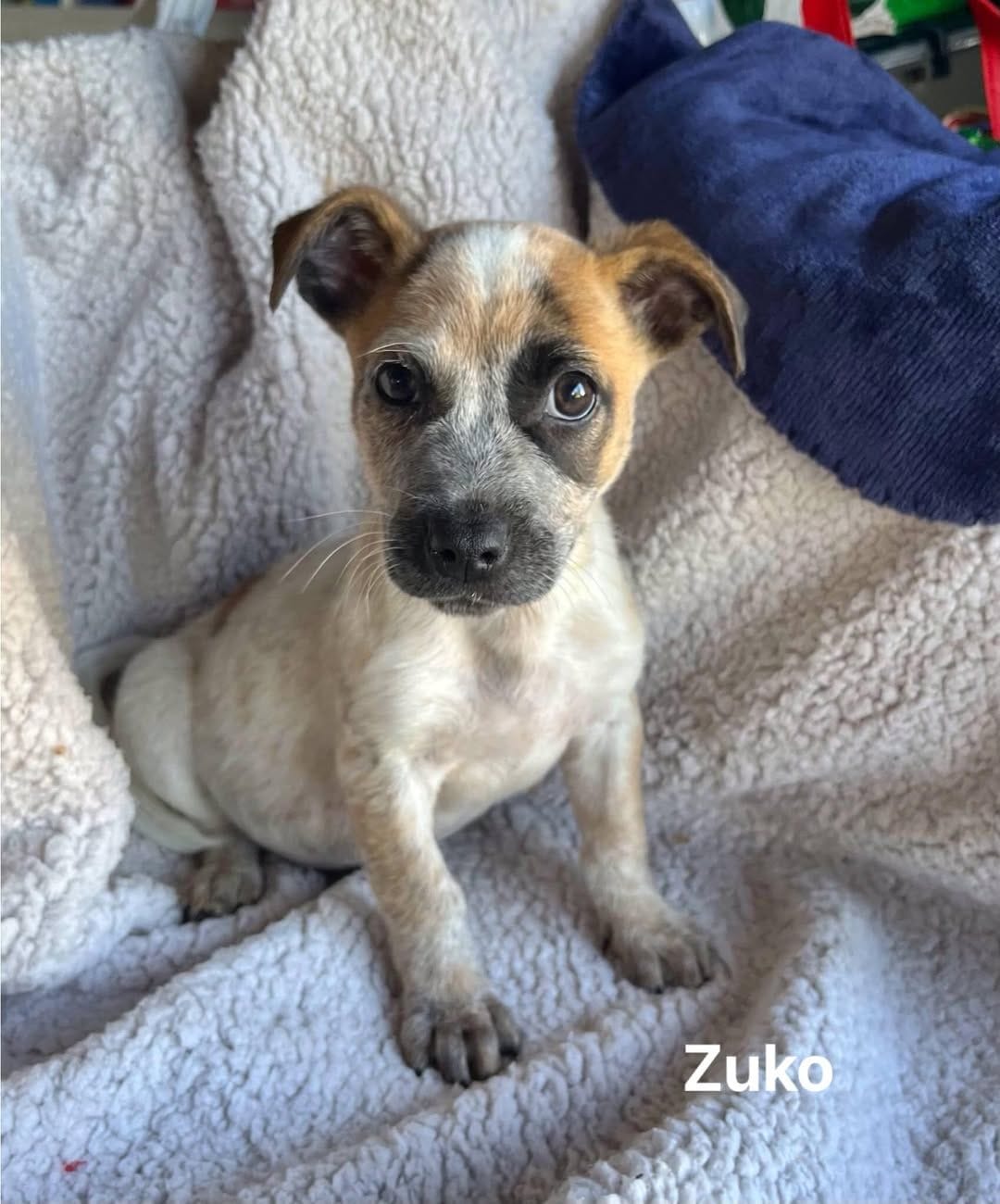 Zuko Zuko